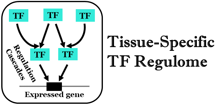 TFRegulome Logo